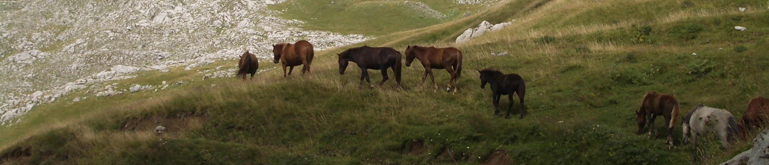 wild horses roaming free in the highlands of Montenegro image of wild horses roaming free in the highlands of Montenegro